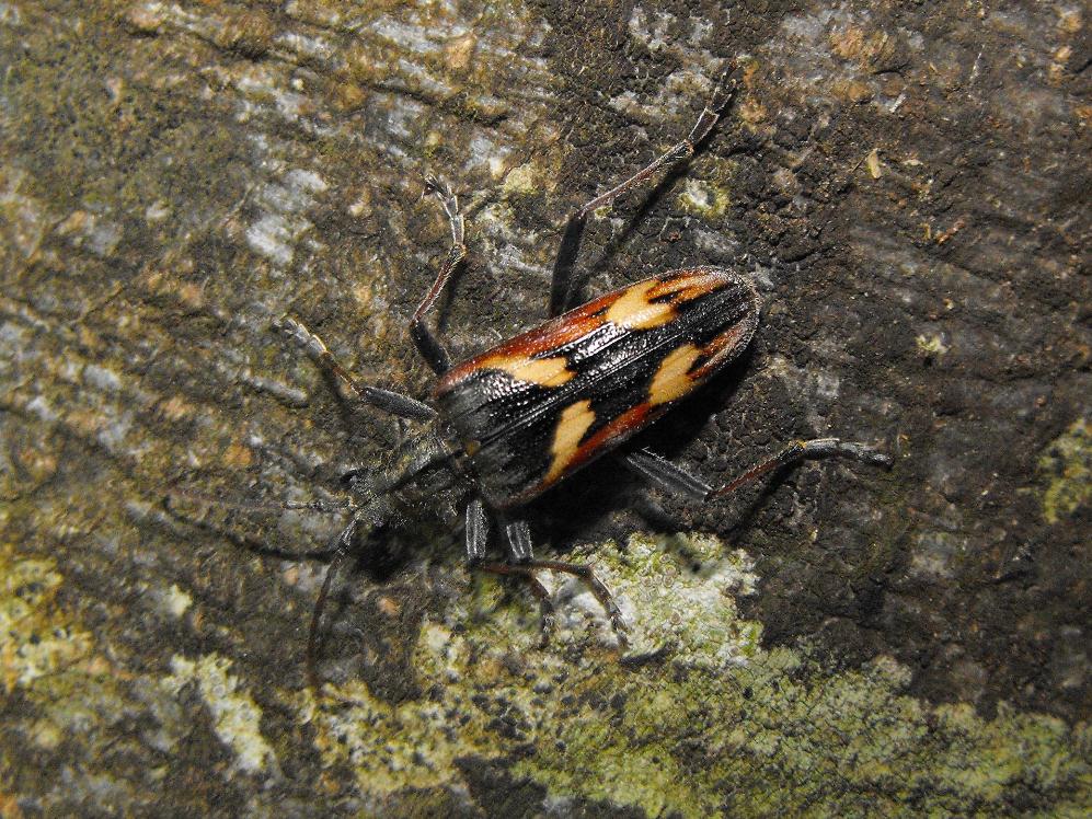 Rhagium bifasciatum delle Alpi Apuane